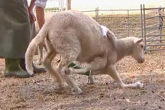 Ein Schaf mit sechs Beinen soll jetzt operiert werden.