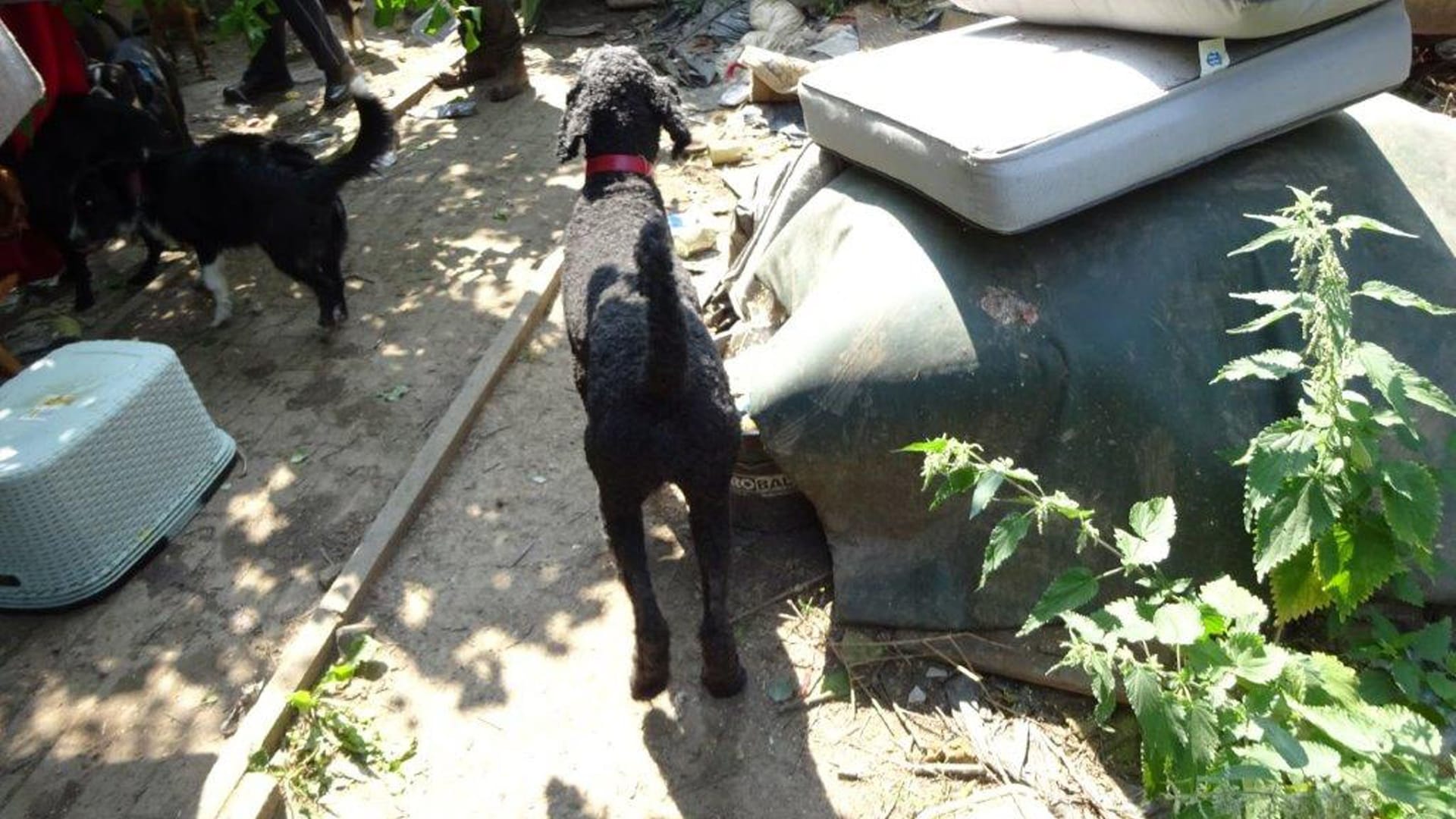 Die betroffenen Tiere in der Gartenparzelle: Die Betreiberin der illegalen Tierpension ist dem Ordnungsamt schon seit Jahren bekannt.