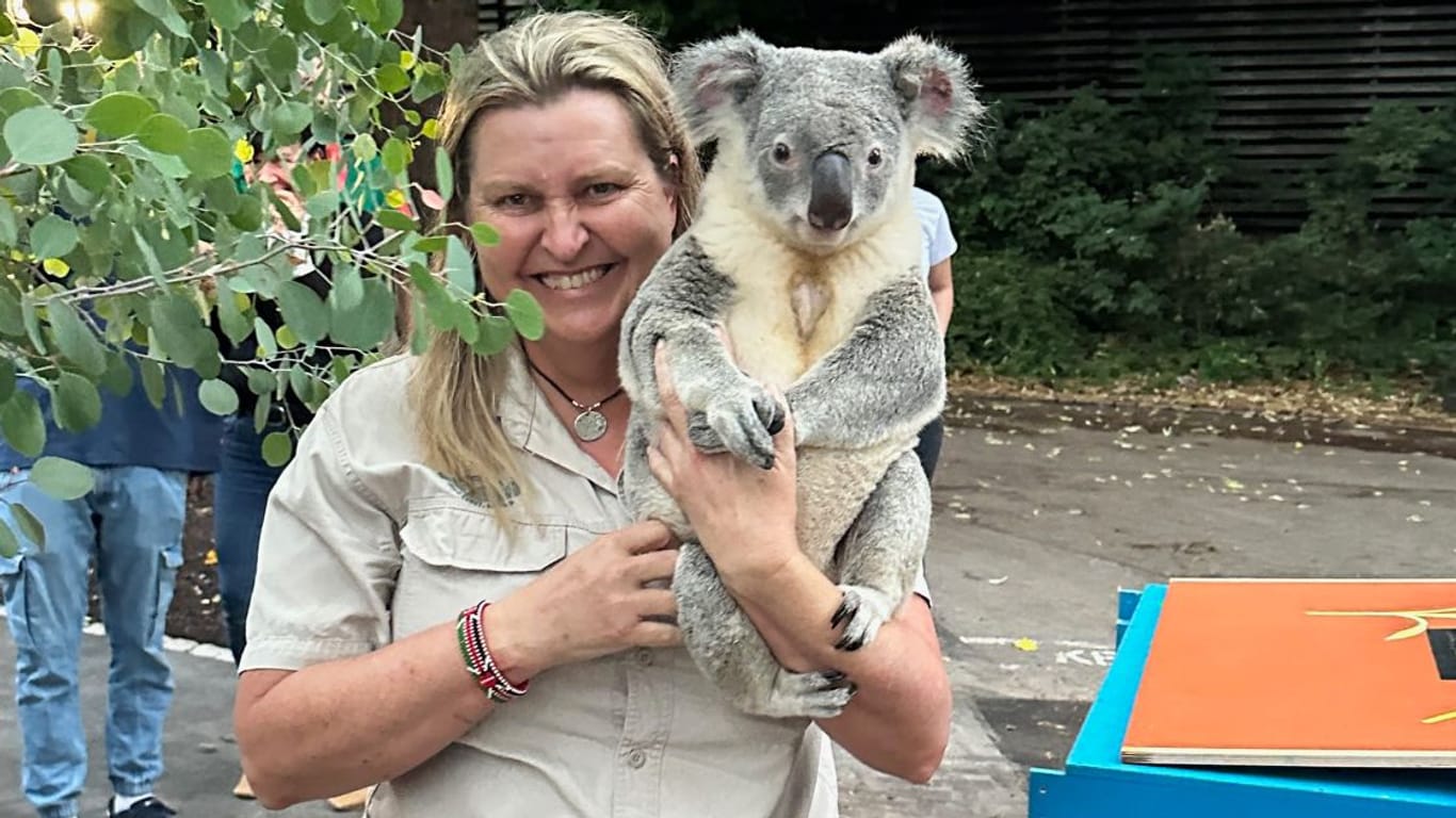 Michelle Barnes trägt einen der Koalas in sein neues Domizil: Die Tierpflegerin hat die Tiere auf ihrem Flug aus Australien begleitet.