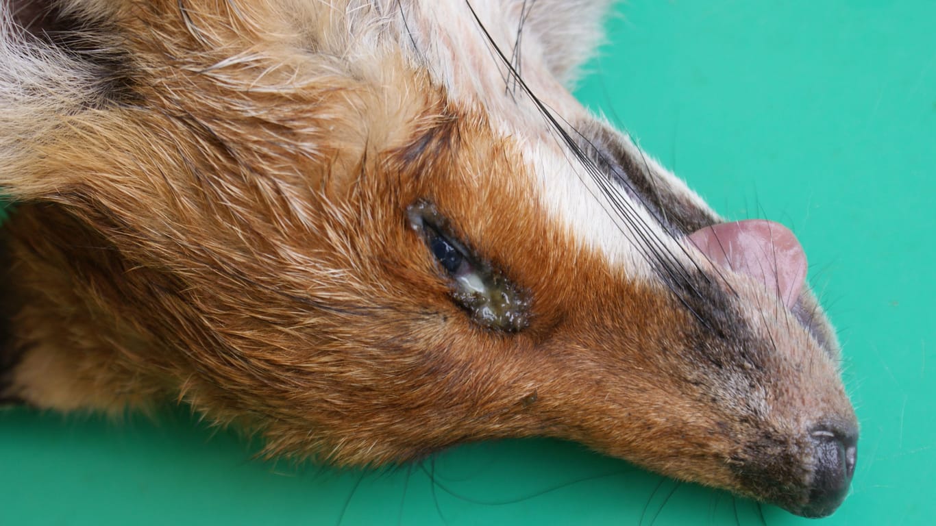 Ein Fuchs mit Entzündung der Lidbindehaut als Folge einer Staupevirus-Infektion (Archivfoto).