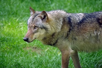 Ein europäischer Grauwolf: Der Kopf des Tieres schwamm im Mittellandkanal.