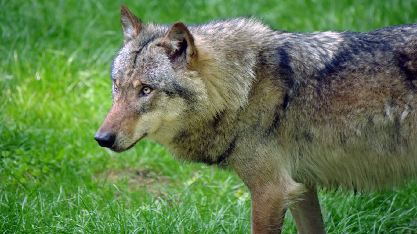 Ein europäischer Grauwolf: Der Kopf des Tieres schwamm im Mittellandkanal.