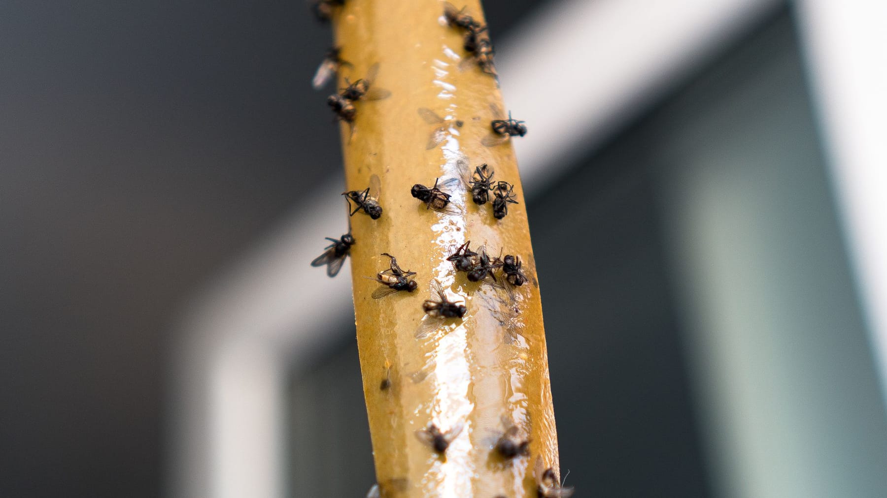Fliegen vertreiben im Freien So gelingt es auch nachhaltig