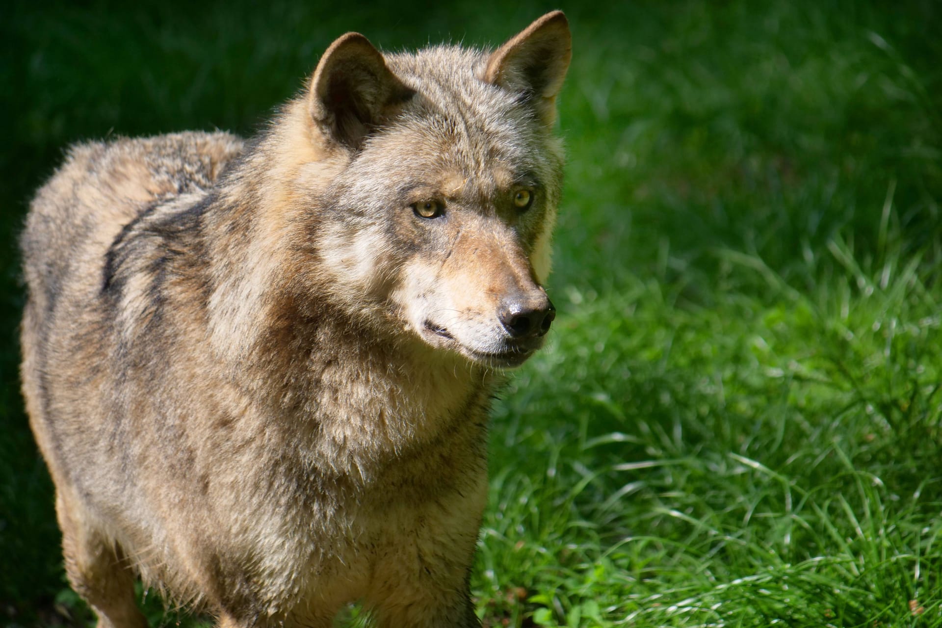 Europäischer Grauwolf: Hundehalter haben zuständigen Jägern Wölfe in Stadtnähe gemeldet.