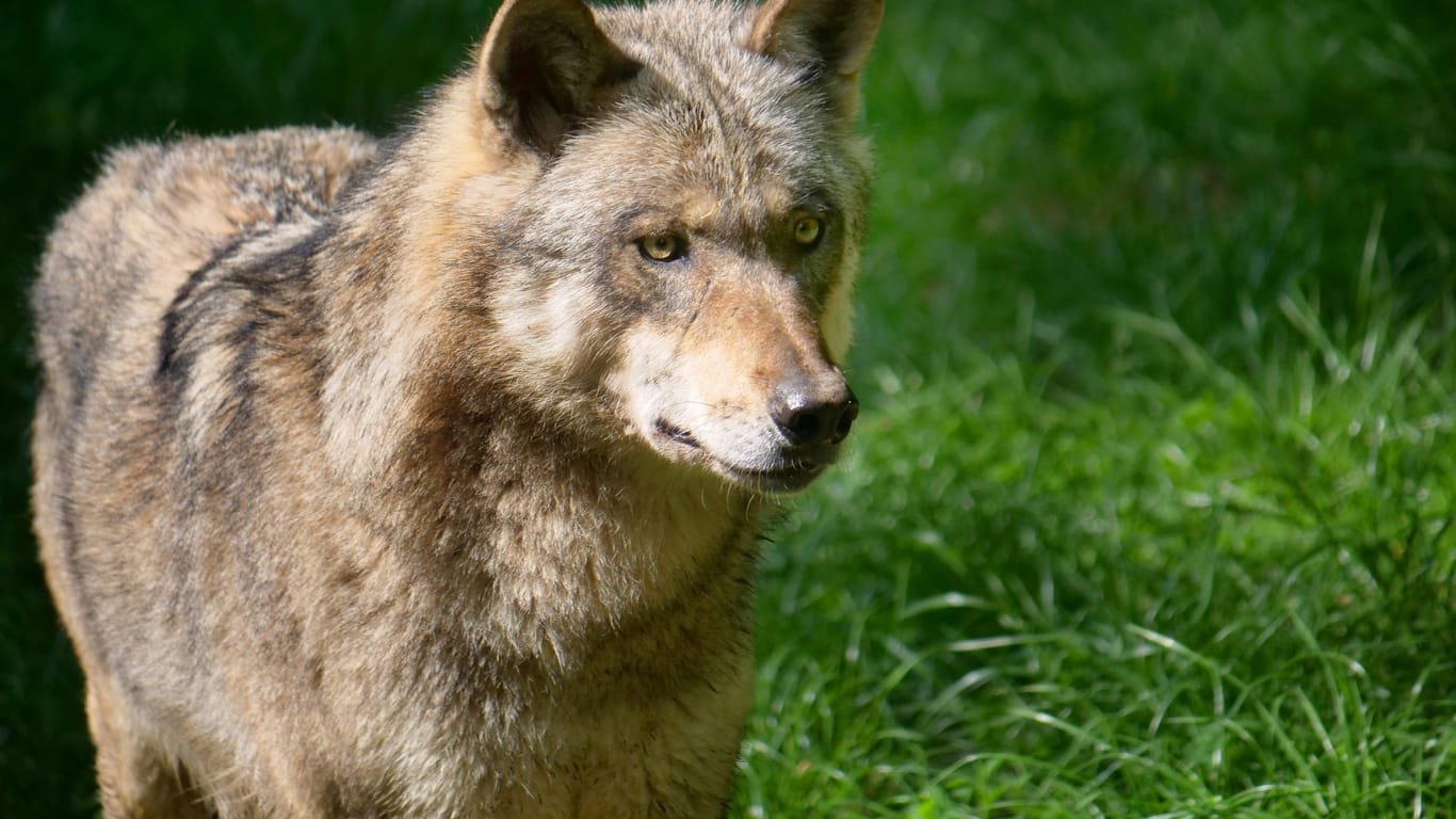 Europäischer Grauwolf: Hundehalter haben zuständigen Jägern Wölfe in Stadtnähe gemeldet.