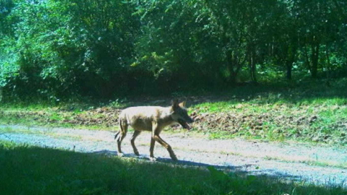 Ein Wolf läuft auf einem Waldweg bei Esslingen: Um welches Tier es sich dabei handelt, lässt sich nicht erkennen.