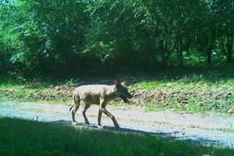 Ein Wolf läuft auf einem Waldweg bei Esslingen: Um welches Tier es sich dabei handelt, lässt sich nicht erkennen.