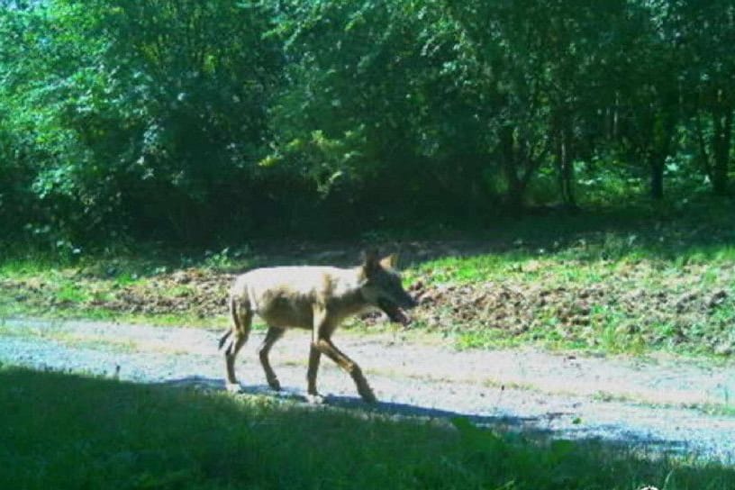 Ein Wolf läuft auf einem Waldweg bei Esslingen: Um welches Tier es sich dabei handelt, lässt sich nicht erkennen.