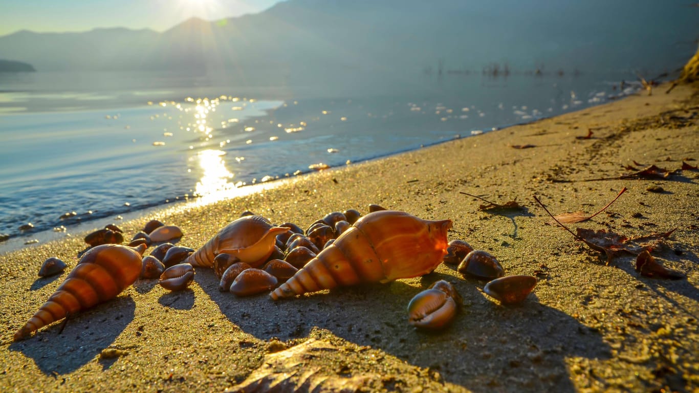 Muscheln am Sandstrand: Muscheln sammeln gehört für viele zum Sommerurlaub dazu.