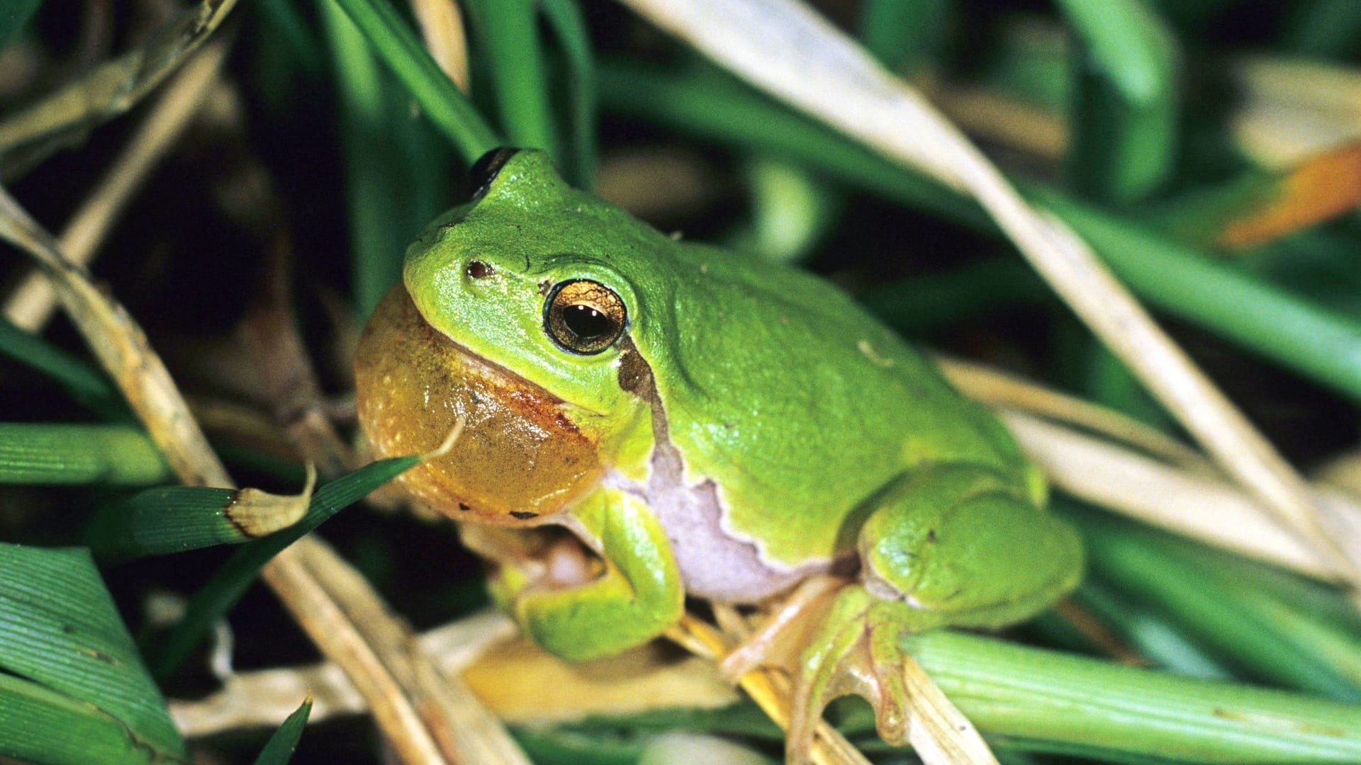 Der Laubfrosch kann bis zu 25 Jahre alt werden.