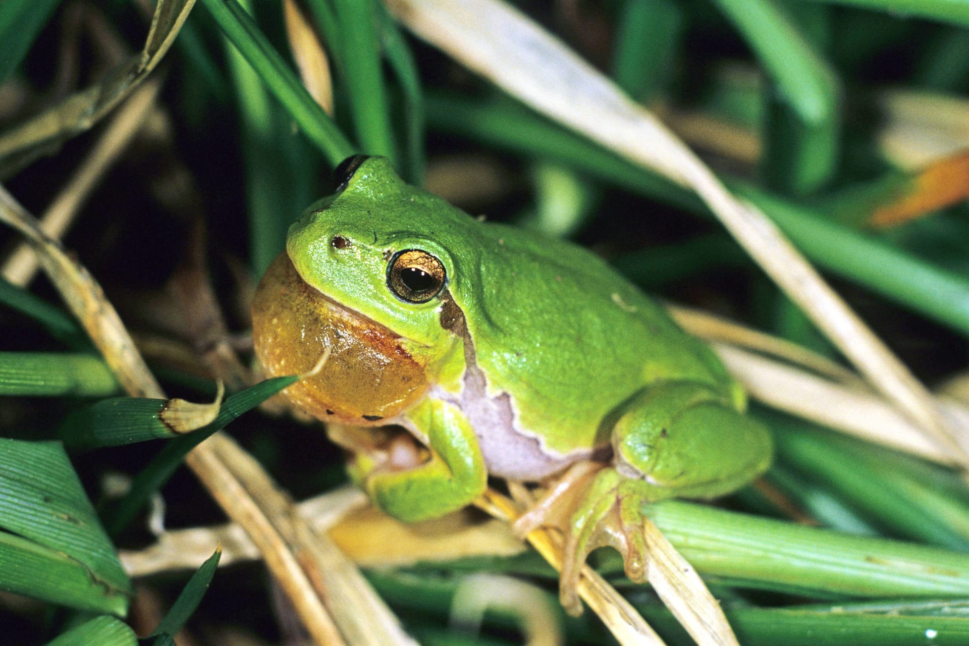 Der Laubfrosch kann bis zu 25 Jahre alt werden.