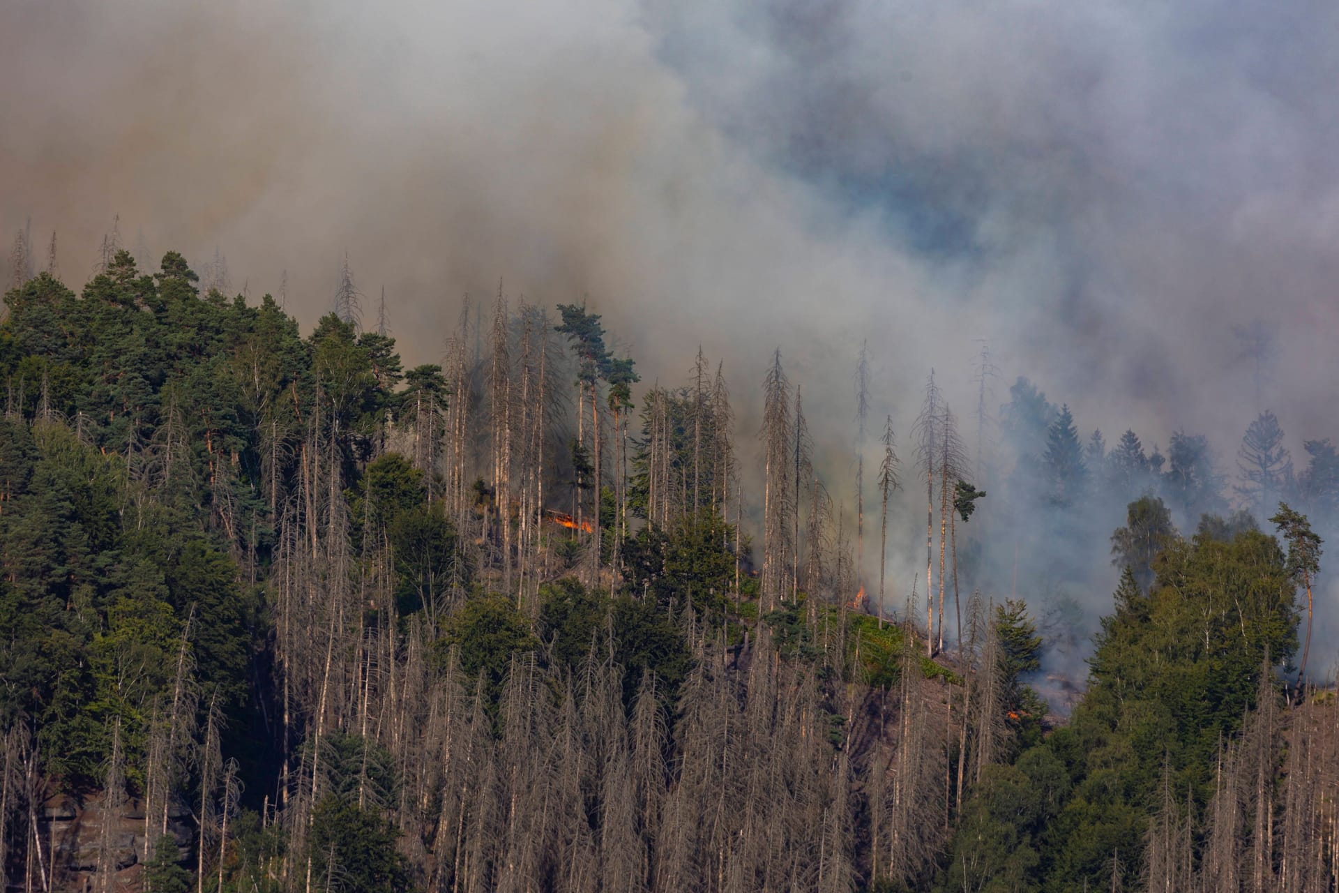 Waldbrände: 2022 hat in Deutschland eine Rekordfläche von etwa 4.300 Hektar gebrannt. Stark betroffen sind unter anderem Brandenburg und Sachsen-Anhalt. Die Trockenheit begünstigt Feuer. Es gibt aber auch zwei Faktoren, die nicht direkt mit der Klimakrise zu tun haben: Zum einen entstehen die meisten Brände durch Menschenhand – ob durch Brandstiftung oder Fahrlässigkeit. Zum anderen gestaltet der Mensch Landschaften um: Feuchtgebiete werden entwässert, es trocknet schneller aus. Angepflanzte Forstmonokulturen aus Nadelbäumen brennen zudem schneller als Laubwälder. (Hier zu sehen: Waldbrand in der Böhmischen Schweiz.)