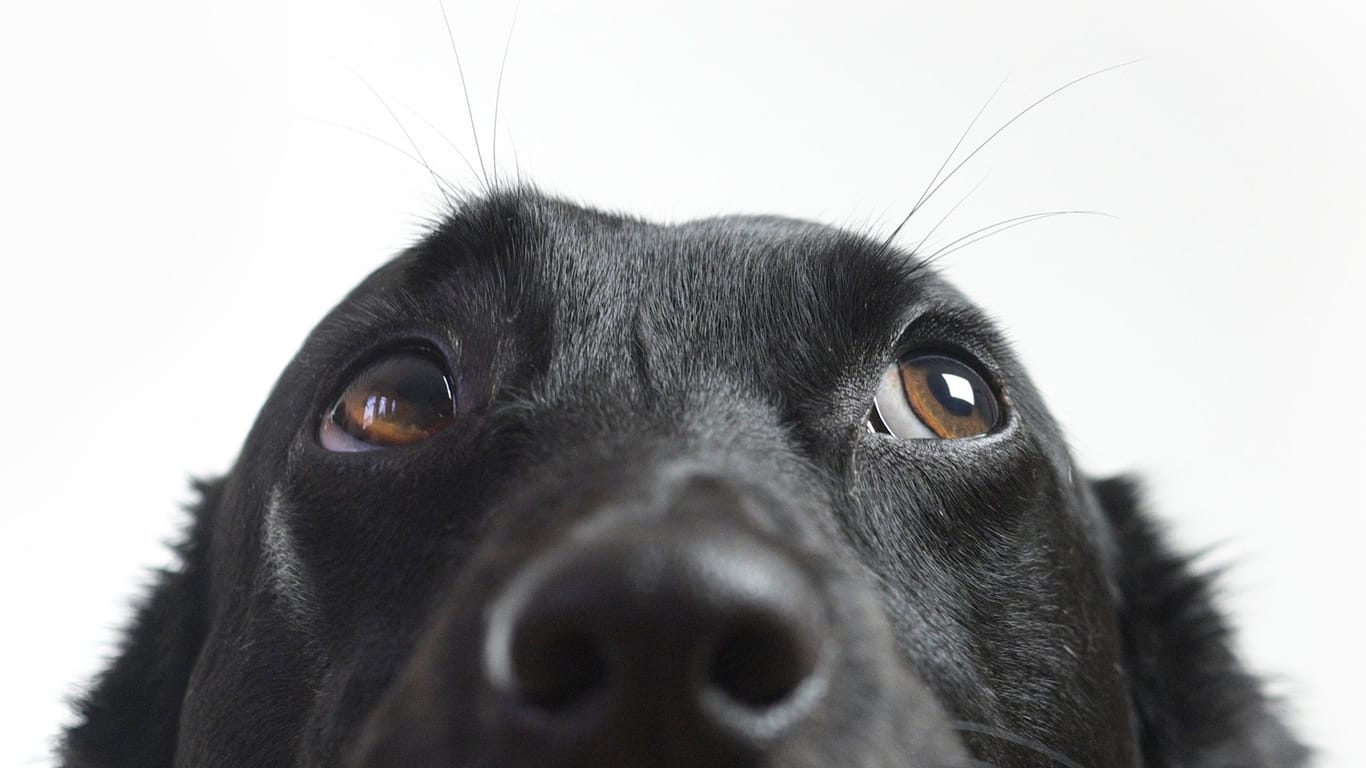 Ein schwarzer Hund: Tiere mit schwarzem Fell bleiben deutlich länger im Tierheim als Artgenossen mit anderen Fellfarben.