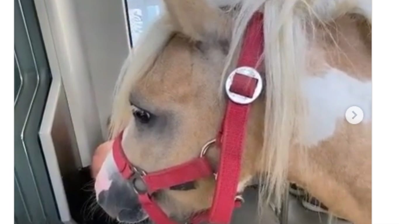 Das Pony in der Tram: Angeblich war es ganz begeistert von der Fahrt.