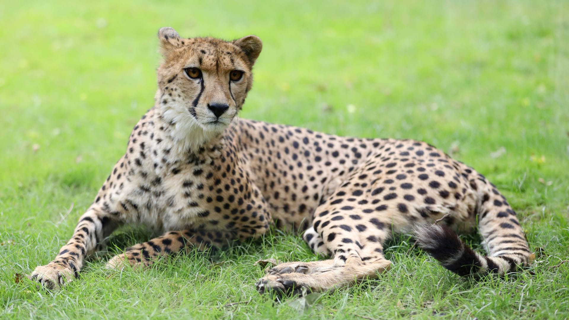 Gepard (Symbolbild): 2013 ist ein Gepard aus dem Zoo in Erfurt ausgebrochen und hat einen Esel verletzt.