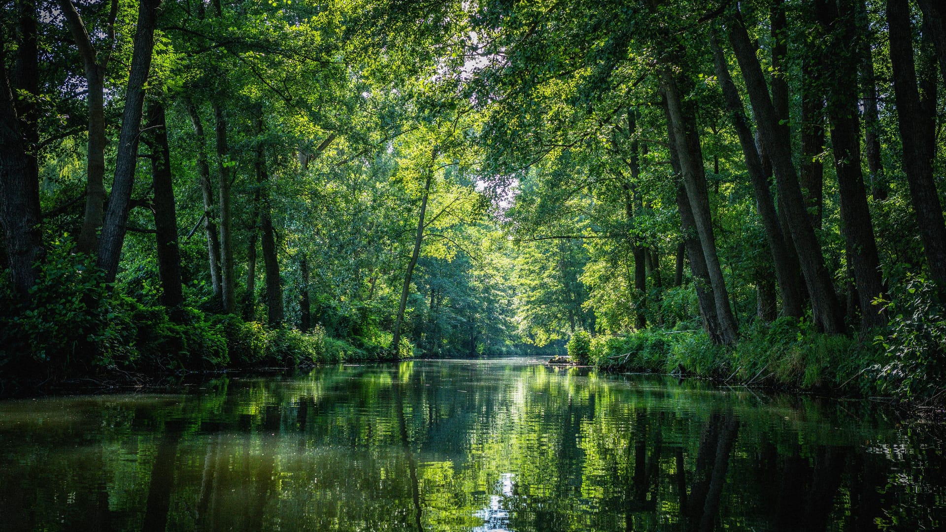 Spreewald in Brandenburg (Archivbild): Das Feuchtgebiet bindet Methan. Würde es trockenfallen, würde das klimaschädliche Gas freigesetzt werden.