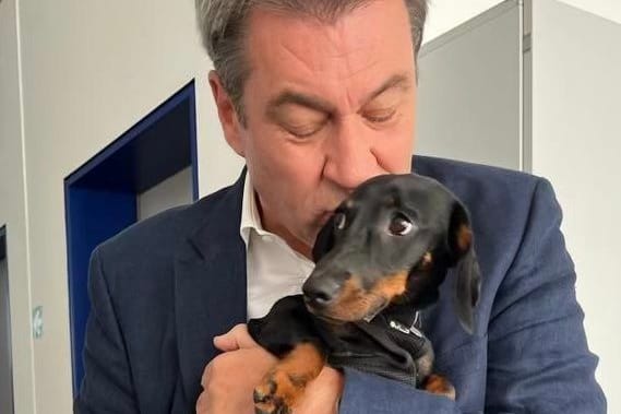 Was denkt dieser Hund? Das Netz ist sich unter dem Beitrag von Markus Söder einig.