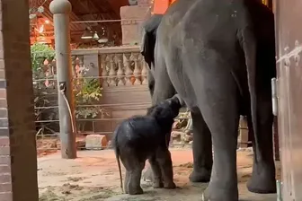 Das kleine Elefantenmädchen trinkt Muttermilch: Im geschlossenen Elefantentempel verbringen Mutter Rani und ihr Nachwuchs wertvolle Zeit miteinander.