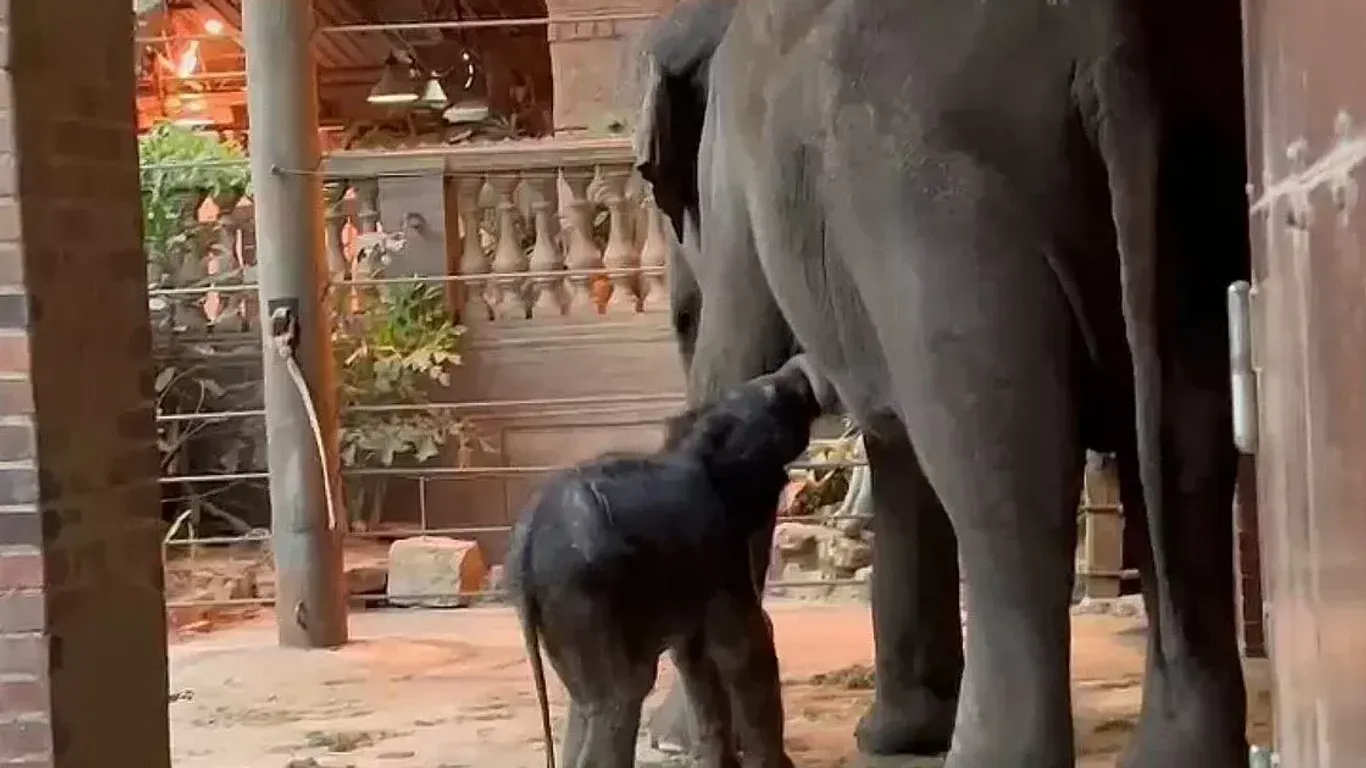 Das kleine Elefantenmädchen trinkt Muttermilch: Im geschlossenen Elefantentempel verbringen Mutter Rani und ihr Nachwuchs wertvolle Zeit miteinander.