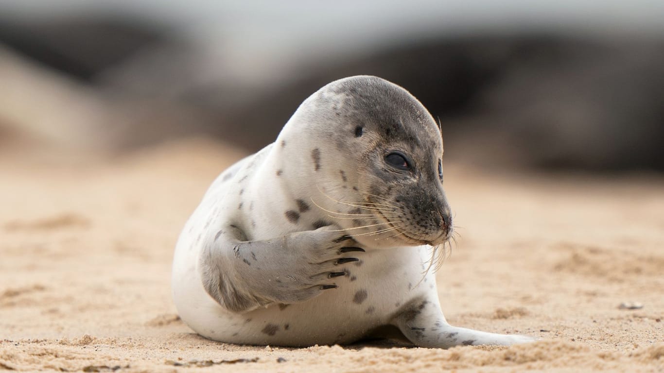 Ein junger Seehund liegt am Strand: In Island gibt es einen kuriosen Aberglauben zu den Tieren.