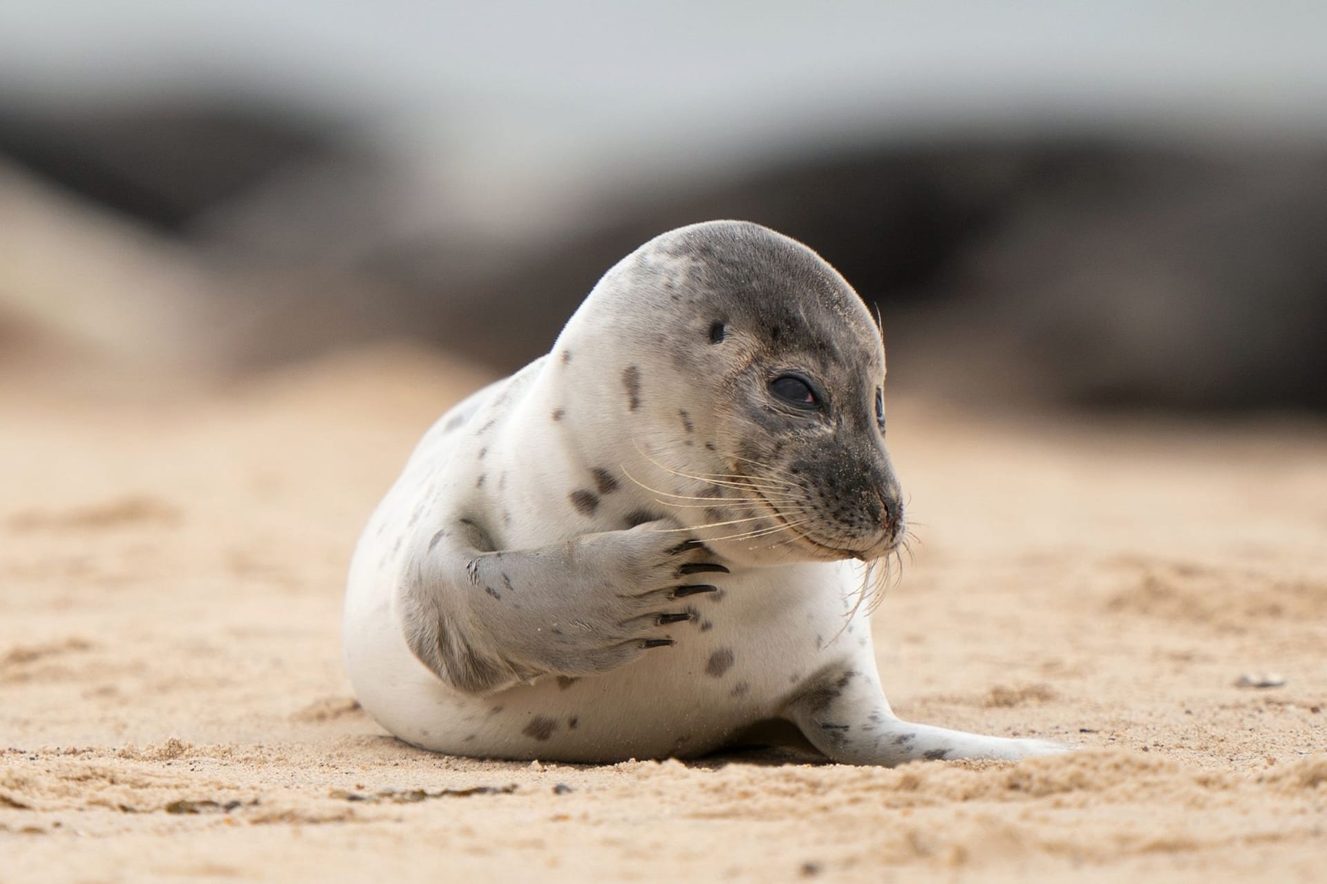 Ein junger Seehund liegt am Strand: In Island gibt es einen kuriosen Aberglauben zu den Tieren.