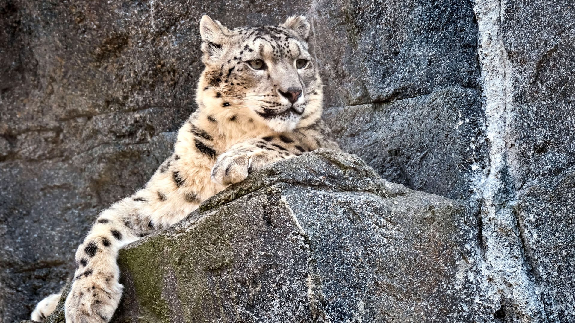 Schneeleopard (Archivbild): Im Wuppertaler Zoo hat sich ein solches Tier 2016 aus dem Gehege getürmt.