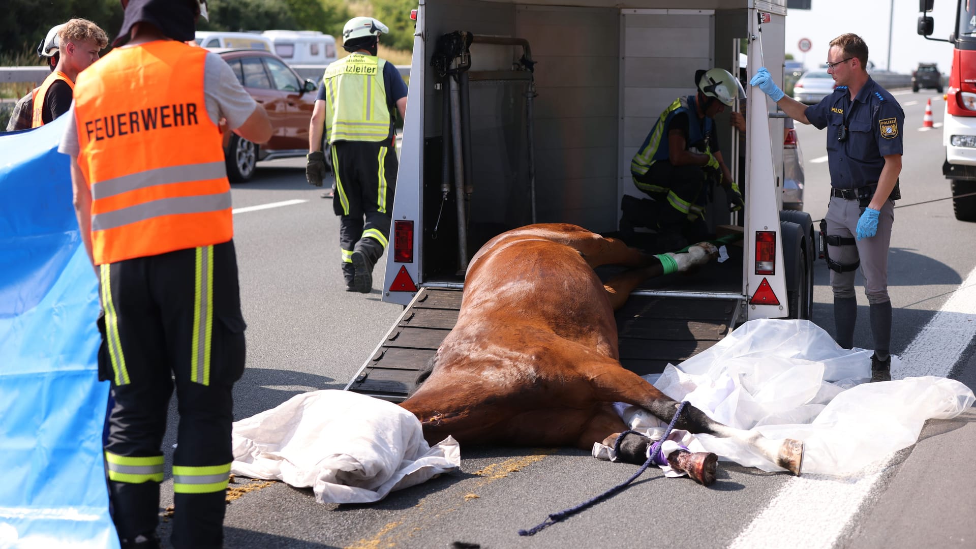 Pferd auf der A9: Das Turnierpferd musste eingeschläfert werden.