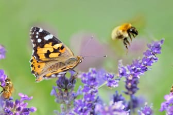 Ein duftender Lavendelstrauch zieht Schmetterlinge und Bienen an.