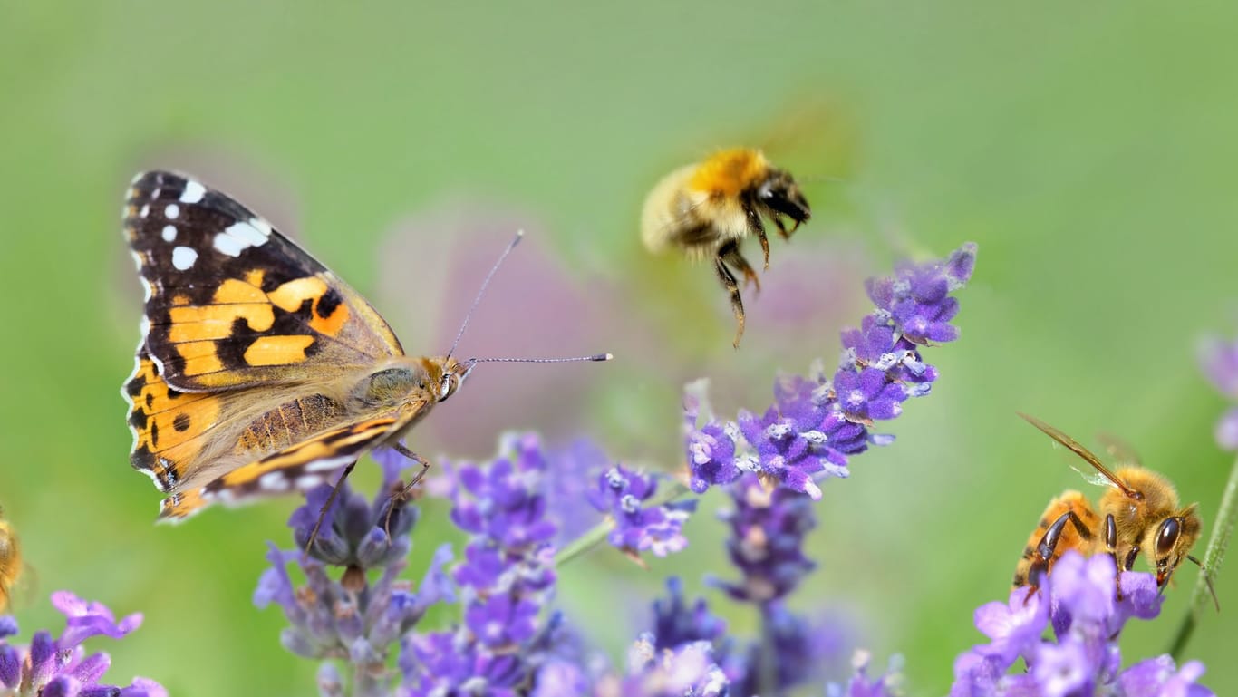 Ein duftender Lavendelstrauch zieht Schmetterlinge und Bienen an.
