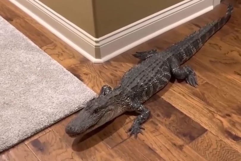 Ein Alligator (Symbolbild): In den USA durfte solch ein Reptil nicht ins Footballstadion – trotz Leine.