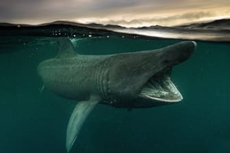 Ein Riesenhai: Dieser kann bis zu acht Meter lang werden.