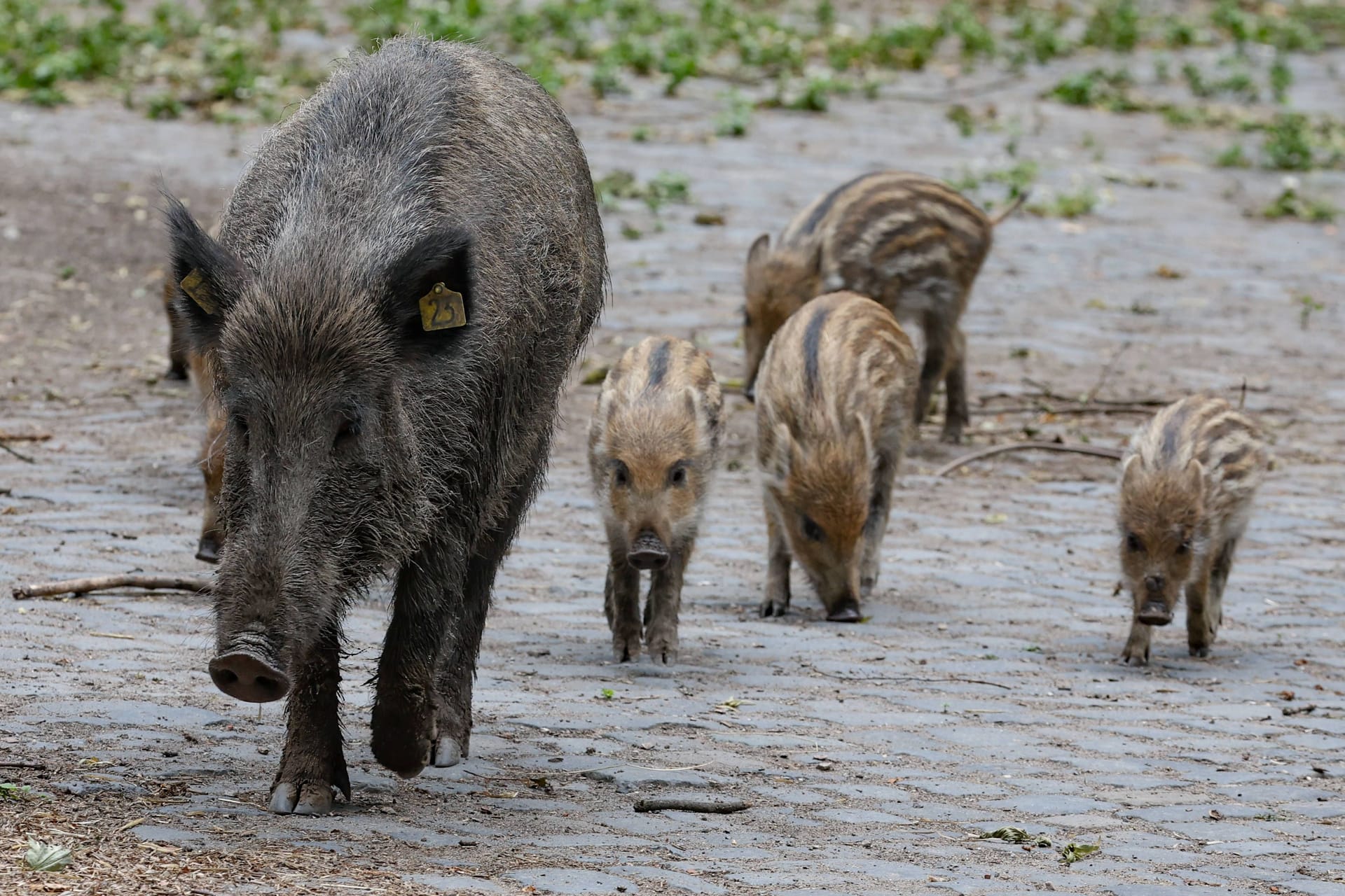 Wildschweine (Archivbild): In Kleinmachnow gibt es eine große Population der Tiere.