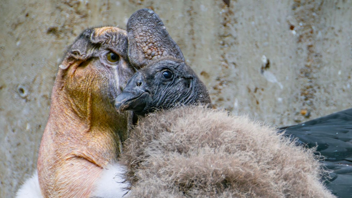 Das Küken mit seinem Vater im Dortmunder Zoo: Gemeinsam ziehen die Eltern den Nachwuchs auf.