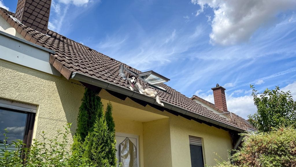 Der Hund auf dem Hausdach in Langenselbold: Er wurde per Drehleiter zurück auf den Boden gebracht.