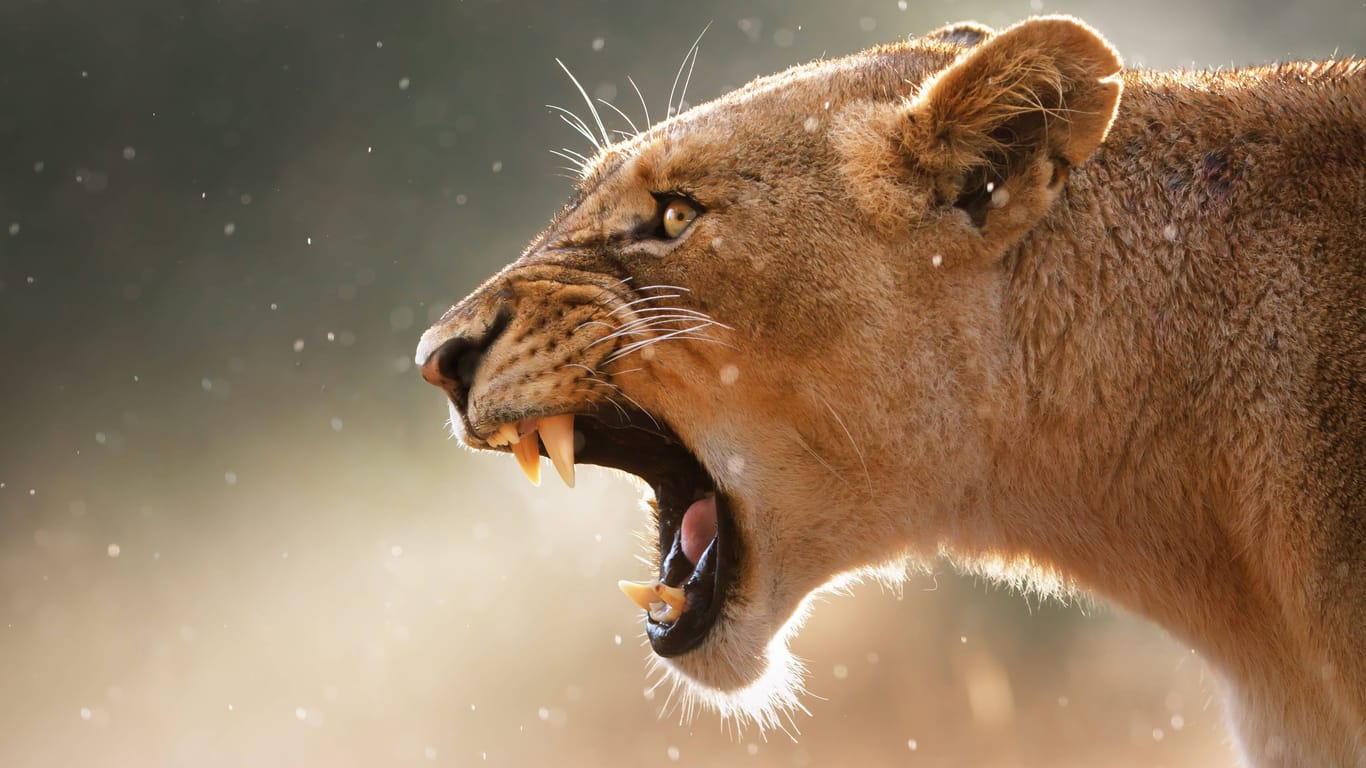 Eine Löwin brüllt und zeigt ihre Raubzähne