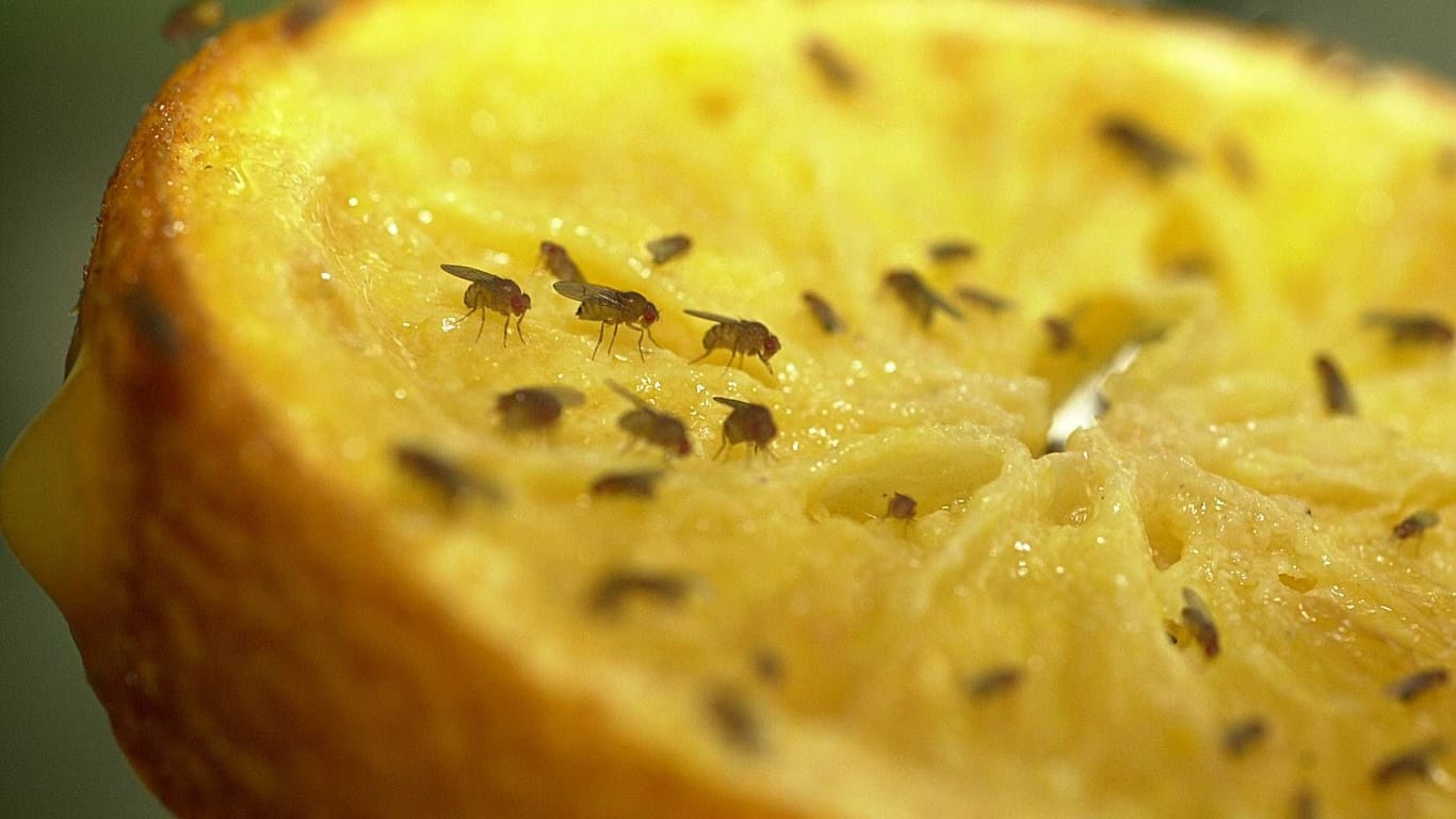Orangenhälfte mit Fliegen: Die Insekten lieben Früchte.