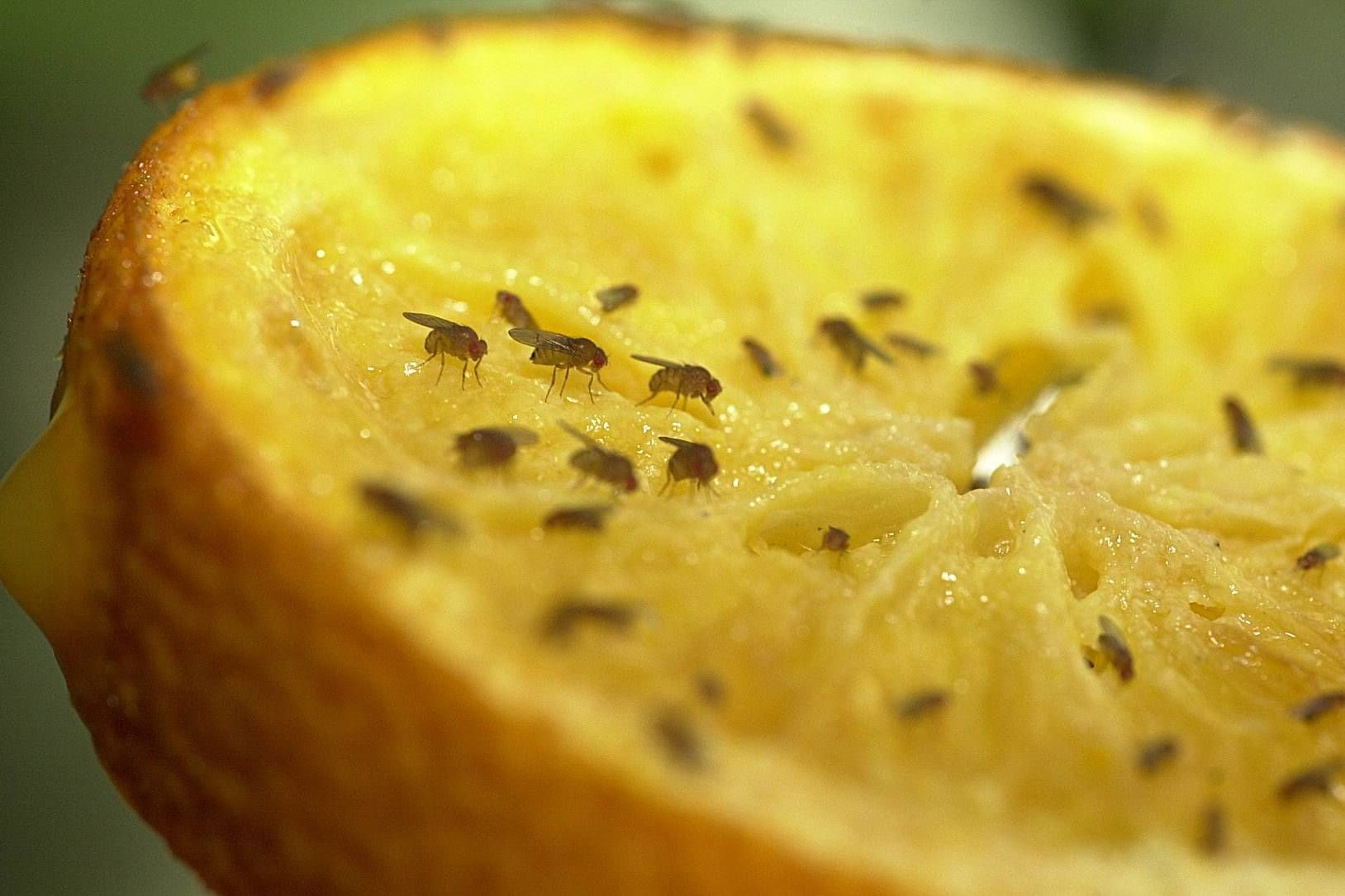 Orangenhälfte mit Fliegen: Die Insekten lieben Früchte.