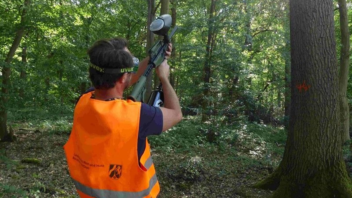 Paintball-Gewehr im Einsatz: Biologe Dr. Ole Theisinger schießt auf einen Baum.