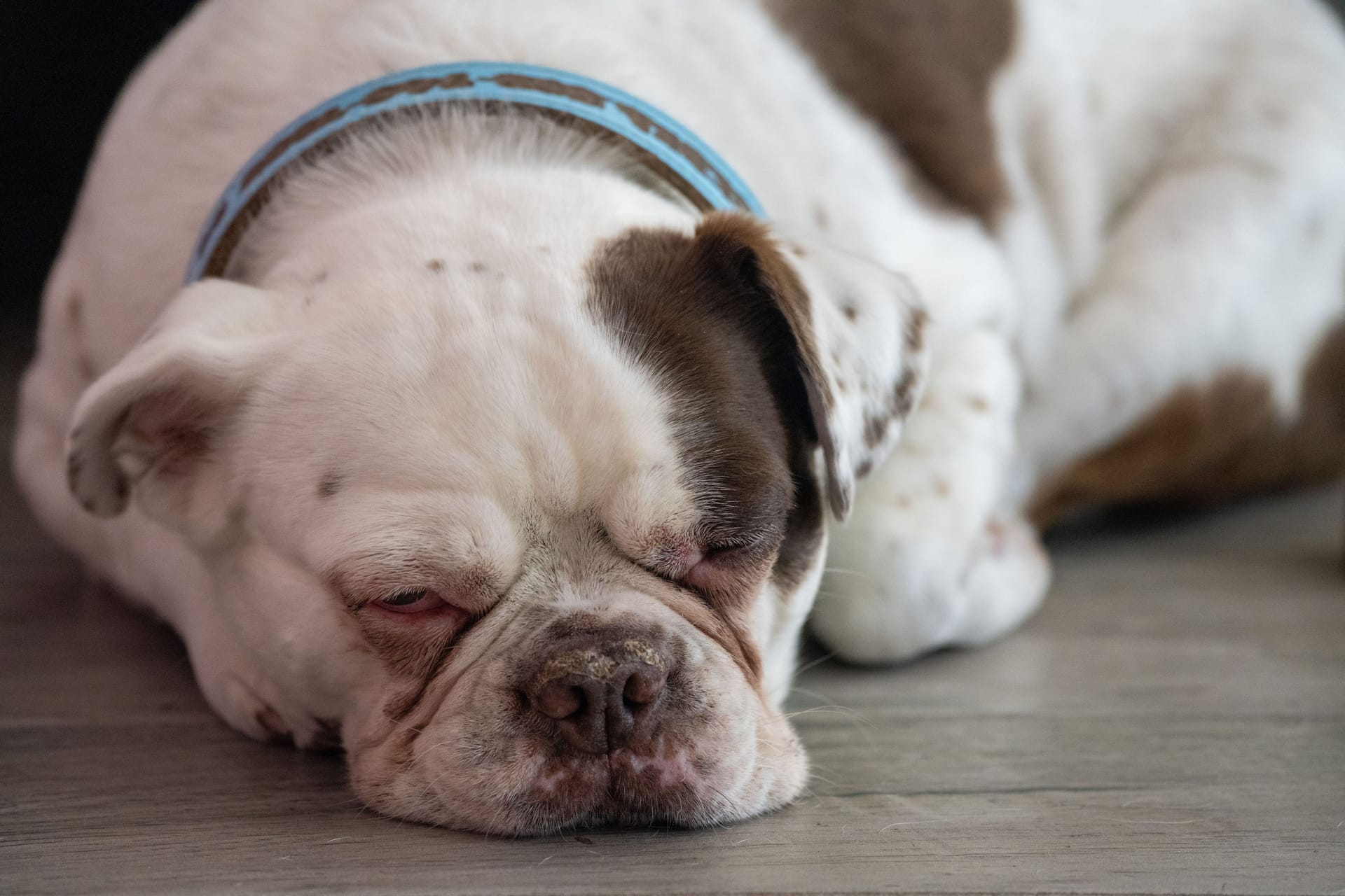 Bulldogge (Symbolbild): Eine Tierärztin konnte nur noch den Tod feststellen.