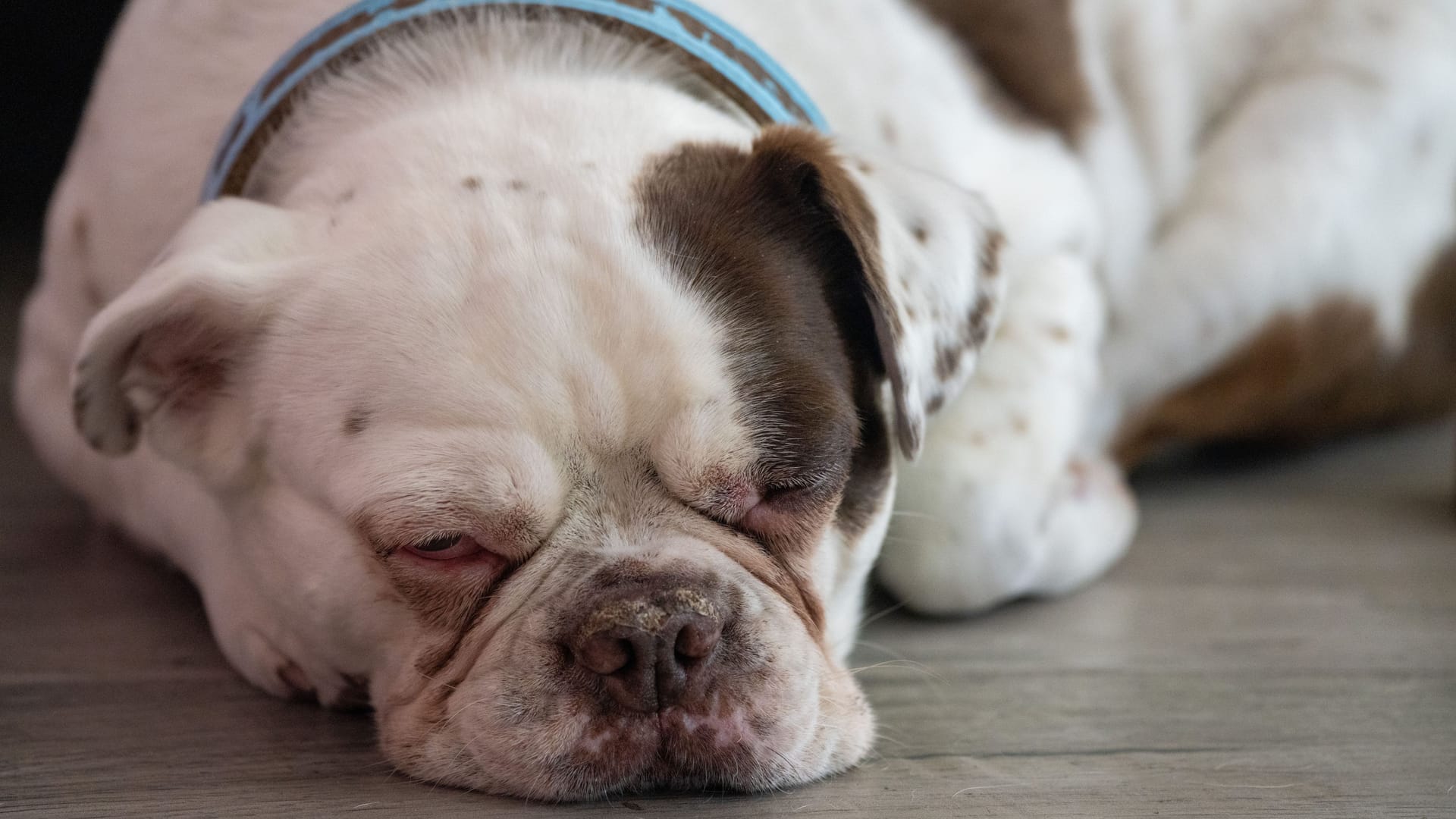 Bulldogge (Symbolbild): Eine Tierärztin konnte nur noch den Tod feststellen.