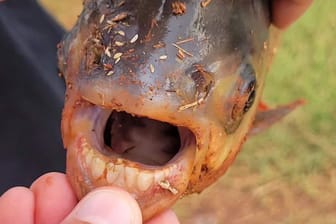 Der gefangene Pacu-Fisch hat Zähne, die wie menschliche Beißer aussehen.