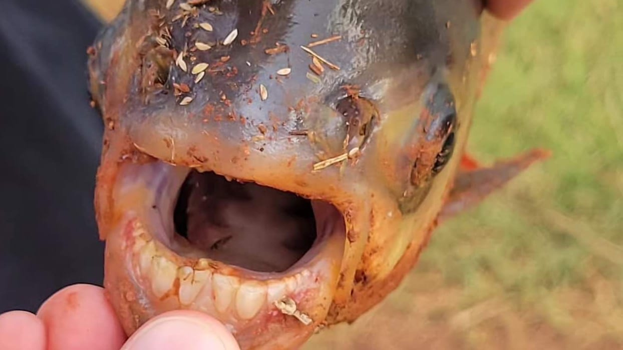 Der gefangene Pacu-Fisch hat Zähne, die wie menschliche Beißer aussehen. Der gefangene Pacu-Fisch hat Zähne, die wie menschliche Beißer aussehen.
