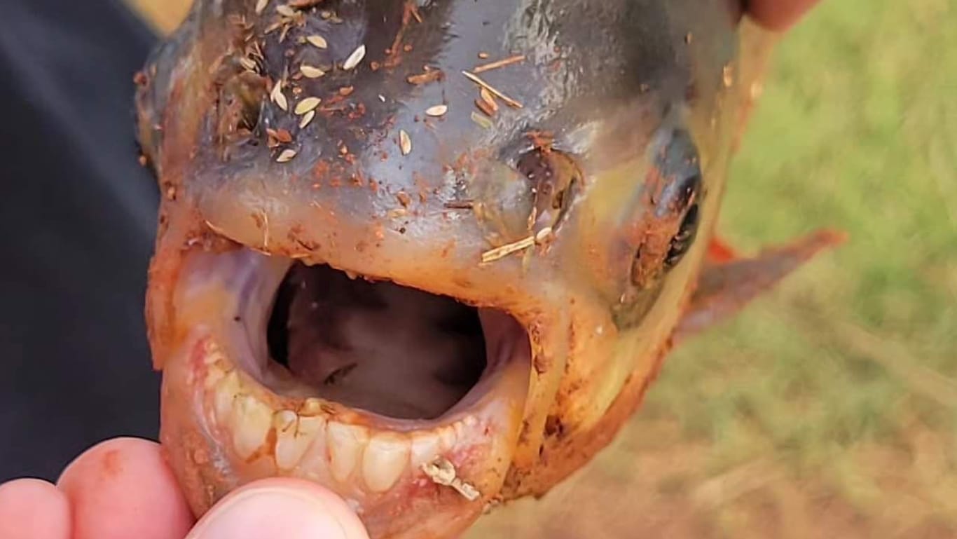 Der gefangene Pacu-Fisch hat Zähne, die wie menschliche Beißer aussehen.