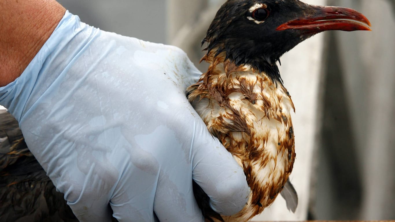 Verschmutzter Vogel: Schweröl und Marinediesel hätten katastrophale Folgen für die Tierwelt.