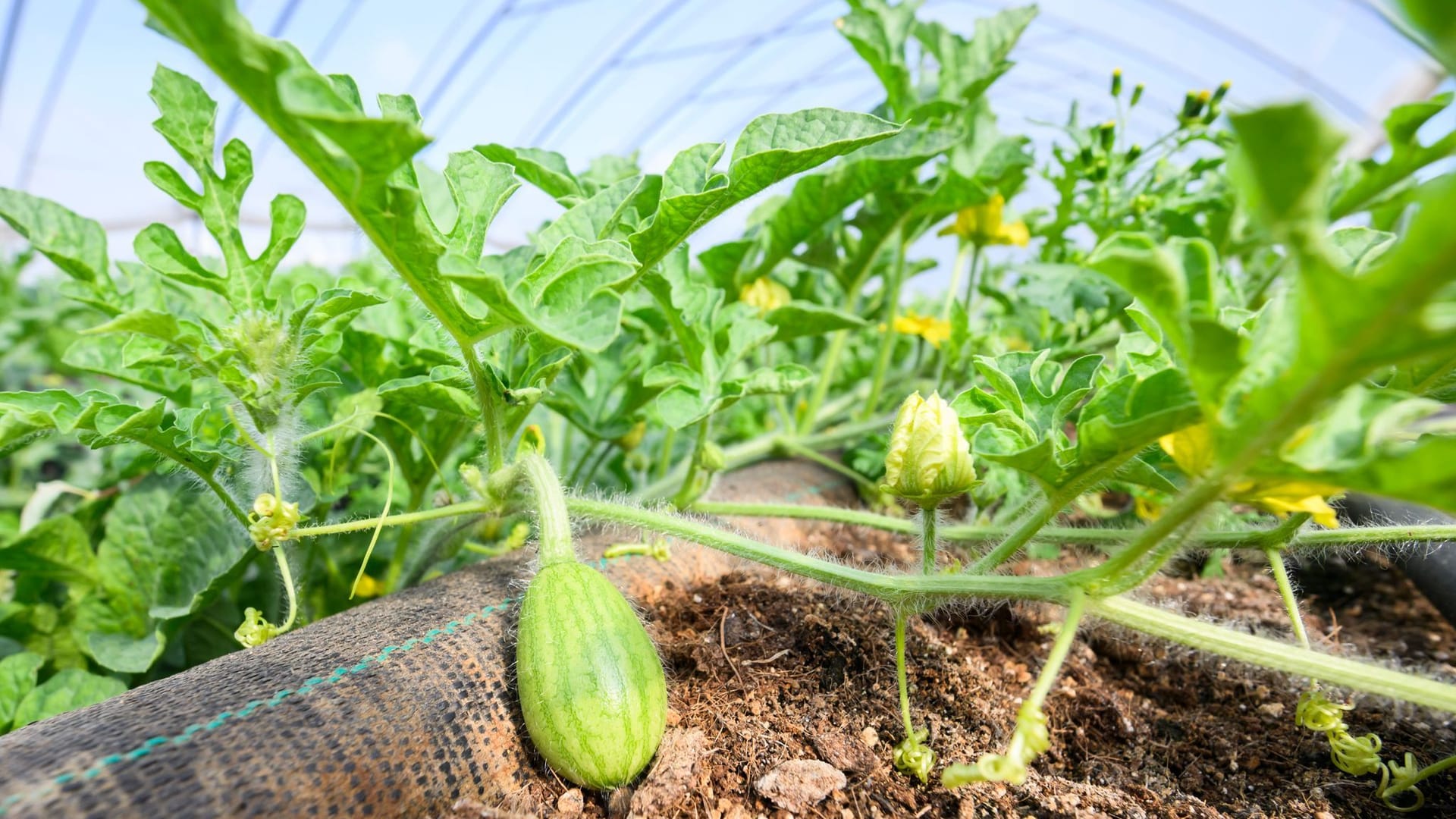 Eine noch kleine Wassermelone wächst in einem Folientunnel vom Eickenhofer Spargelreich im Landkreis Gifhorn.