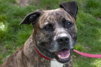 American-Staffordshire-Terrier-Pitbull-Mischling Pascha: Er kam im Alter von etwa drei Jahren ins Tierheim in der Süderstraße.