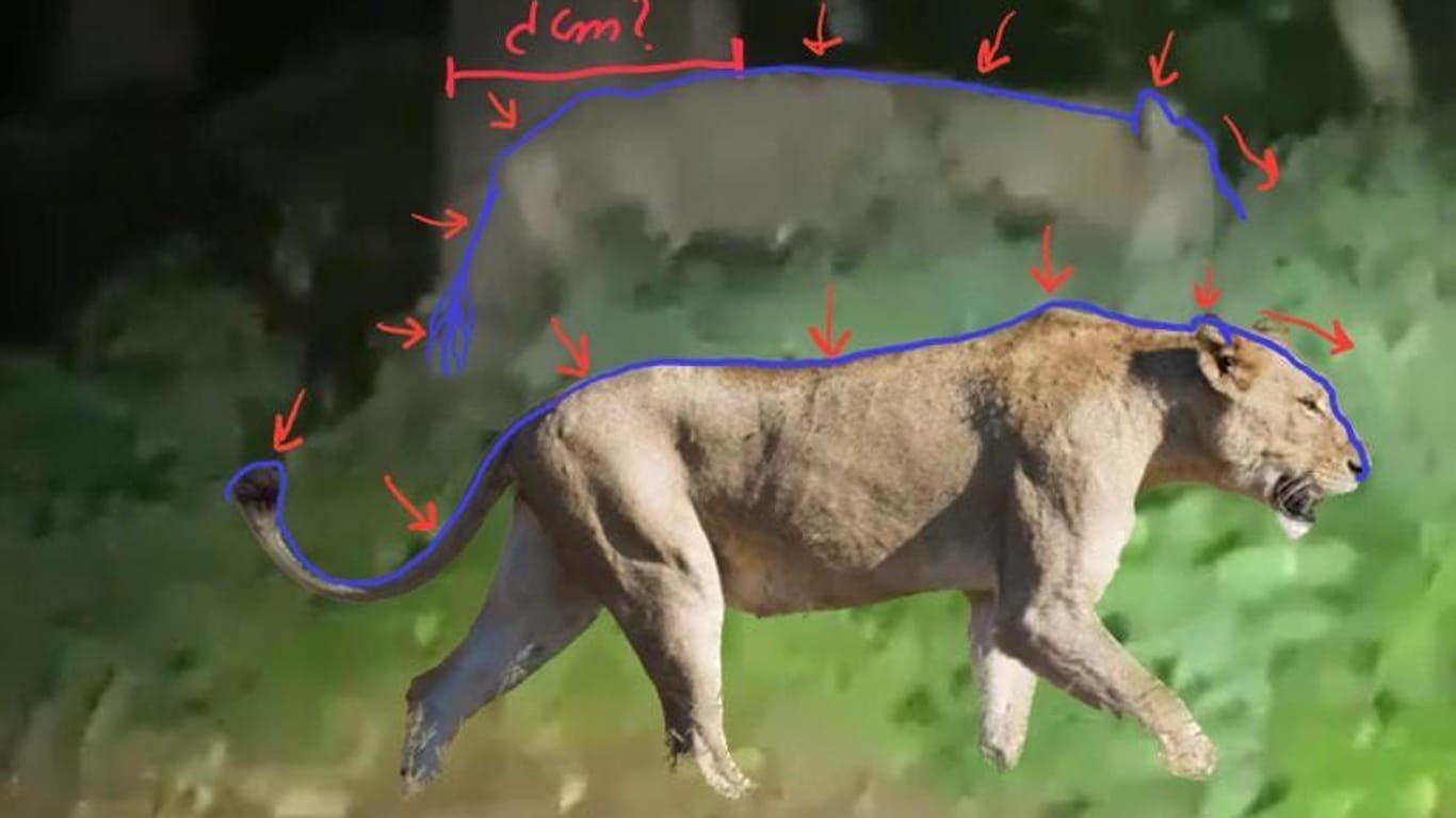 Der Videobeweis: Eine laufende Löwin sieht den Experten zufolge ganz anders aus als das Tier im Videoclip.