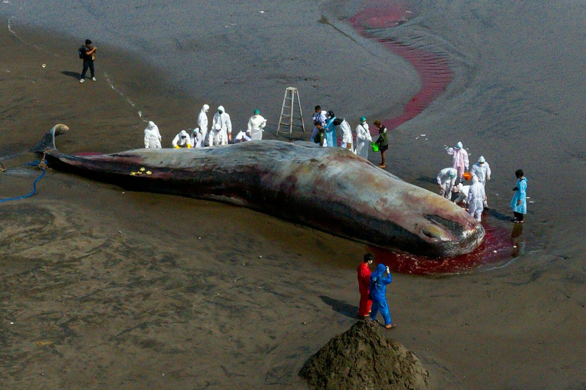 Ein gestrandeter Pottwal: Immer wieder werden die Tiere am Strand angespült