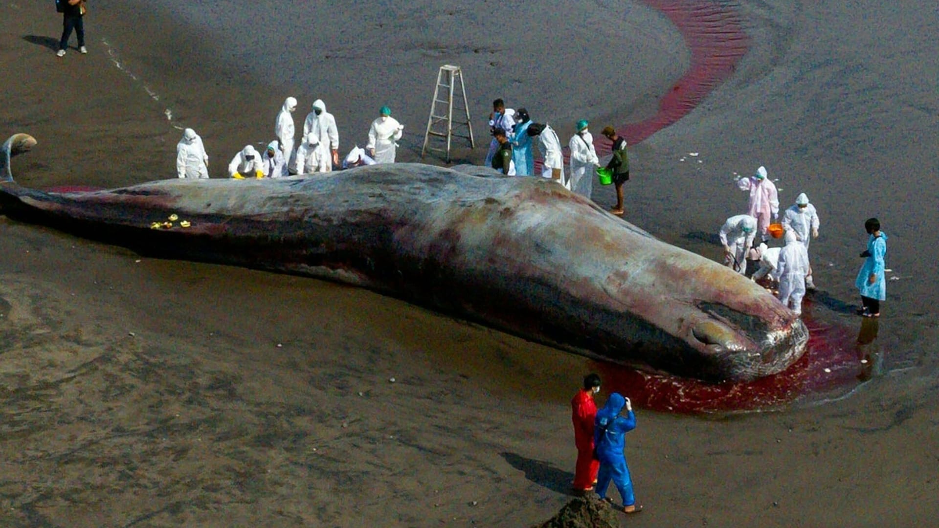 Ein gestrandeter Pottwal: Immer wieder werden die Tiere am Strand angespült