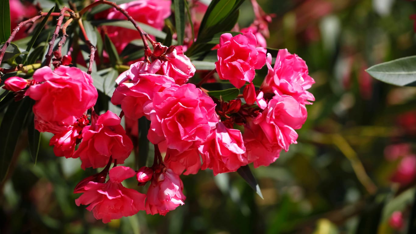 Üppige Blüte: Der Oleander ist als Zierpflanze besonders beliebt. Wegen seiner Giftstoffe sollte er aber mit Vorsicht behandelt werden.
